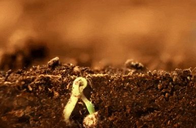 Seedling emerging from soil with warm amber lighting